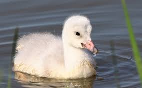 Swan pair in Bubeck Park, Schuylkill Haven