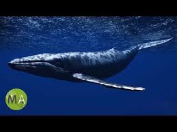 51 Underwater Whale Sounds Full 60 Minute Ambient Soundscape Youtube Whale Whale Song Underwater