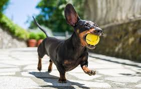 Boy Dog Names 260 Names For Male Dogs Daily Paws
