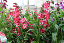 Perennials—especially small flowering plants—that grow and bloom over the spring and summer, die back perennial plants are most commonly herbaceous (plants that have leaves and stems that die to the perennial plants may remain dormant for long periods and then recommence growth and. Pin On Garden Colour For July
