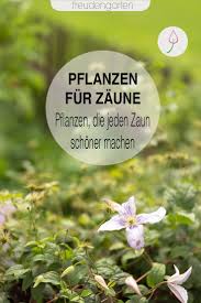 Zaun Mit Pflanzen Verschonern Kletterpflanzen Pflanzen Stauden