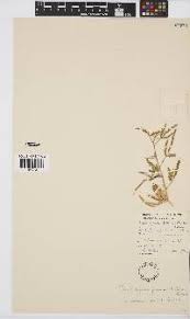 Image result for Cyamopsis serrata