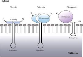 Plant cells have large vacuoles each surrounded by a membrane called. Biogenesis And Functions Of Lipid Droplets In Plants Journal Of Lipid Research