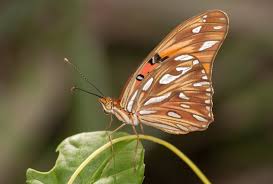 Check spelling or type a new query. Beautiful Natural Butterfly Free Stock Photos Download 21 843 Free Stock Photos For Commercial Use Format Hd High Resolution Jpg Images