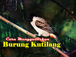 Cara Menggacorkan Burung Kutilang Burung Habitat
