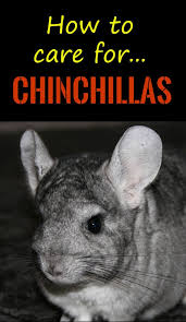 Our shop has everything you need for caring for your chinchilla, including food, sand baths and other great cage accessories. How To Look After A Chinchilla Pbs Pet Travel