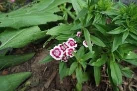 Image result for Caryophyllaceae