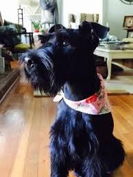 Standard schnauzer puppies for sale. Litter Of 7 Schnauzer Standard Puppies For Sale In Greer Sc Adn 27562 On Puppyfinder Com Gender Male S And Fem Schnauzer Puppy Schnauzer Puppies For Sale