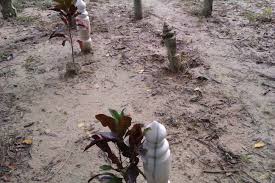 Sang penggali kubur 2 kecapekan setelah main dengan linda membuatku tidur pulas sampai pagi. Ziarah Ke Kubur Lawatan Sambil Muhasabah Catatan Dyna Ahmad