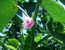 Image result for Urena lobata