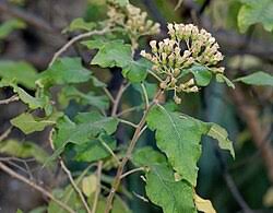 Image result for Vernonia ischnophylla
