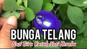 Nasi kerabu, saudara dari nasi lemak yang kurang dikenal (namun tidak kalah lezat), yang mana bintang dari hidangan ini adalah.nasi! Bunga Telang Cara Masak Nasi Biru Bunga Telang Sedap Buat Nasi Kerabu Youtube