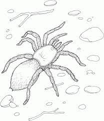 Free Printable Spider Coloring Pages For Kids Spider Coloring Page Cool Coloring Pages Coloring Pages