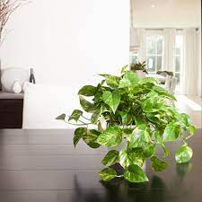 pothos golden pothos golden indoor plants styling golden pothos