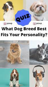 Pawp Quiz What Dog Breed Best Fits Your Personality Dog Breed Quiz Dog Quiz Dog Breeds