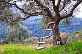 Spring In Greece Find Melia Freshline S Extra Virgin Greek Oliveoil In The Bulk Package Of 5lt And 3lt Kalamata Extra Virgin Olive Oil Scenic Views