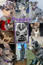 We did not find results for: Pepper Little Booty West Coast Pet Memorial Services