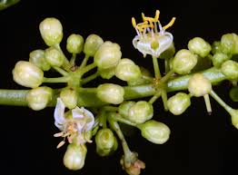Image result for Burseraceae