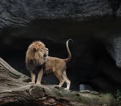صور تحتوي الذكر حيوان فخر قطة كبيرة أسد In 2020 Big Cats Lion Pictures Animals