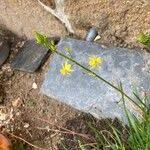 Image result for Bulbine asphodeloides