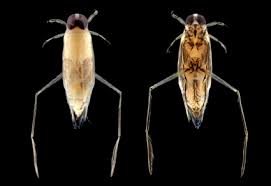 Image result for Notonectidae