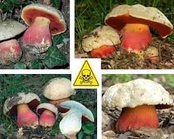 Cuoceteli nel modo desiderato e congelateli. Funghi Porcini Boletus Edulis Descrizione E Usi Alimentipedia It