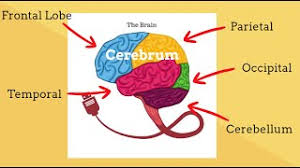 Maybe you would like to learn more about one of these? Parts Of The Brain Human Brain Structure And Function Youtube