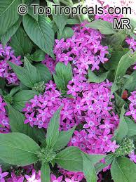 Image result for Pentas lanceolata