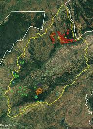 Image result for Crotalaria longithyrsa
