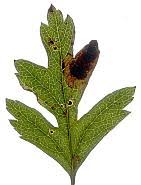Image result for Stigmella paradoxa