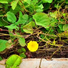 Image result for Merremia