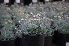 Image result for Senecio sp.no.1
