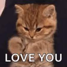 Paws Kitty Gif Paws Kitty Kitten Discover Share Gifs Cat Gif Cat Facts I Love Cats
