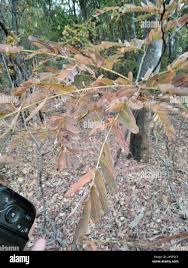 Image result for Brachystegia glaucescens