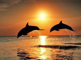 Gun Batiminda Yunus Baliklari Dolphins Animals Bottlenose Dolphin