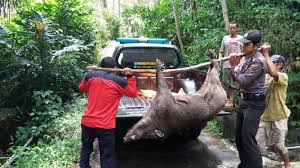 Perburuan bagi hewan peman9sa bisa jadi bukan. Daging Oplosan Murah Kerjasama Pemburu Dengan Pedagang Daging Celeng Halaman All Kompasiana Com