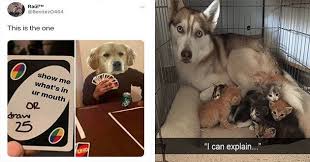 Bone Appetit Fresh Dog Memes Is A Treat Dog Memes Pug Memes Dog Show