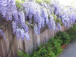 Some species are popular ornamental plants. Growing A Garden In Davis Gbbd April 2011 Wisteria Garden Wisteria On Fence Garden Vines
