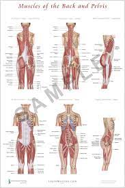 I sculpted a woman and her muscular anatomy for some practice. Muscles Of The Back And Pelvis 24 X 36 Premium Poster Pelvis Muscle Muscle Names