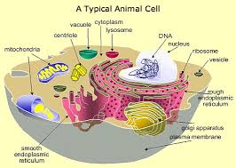 Check spelling or type a new query. Plant Cell Diagram Labeled 9th Grade Functions Cell Diagram