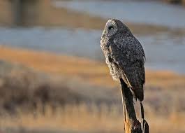 Great Gray Owl The Peregrine Fund 6yr · nomadicgypsyqueen · r/owls. great gray owl the peregrine fund