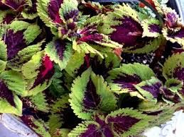 Seed should be sown in drills in may or june and the young plants transferred to their flowering positions when large enough to handle. List Of Shade Loving Plants Craftsy