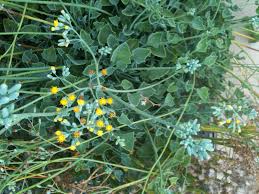 Image result for Senecio oxyriifolius