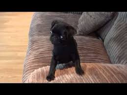 I Think This Little Black Pug Is Really Hungry But Vaguely Afraid Of Leaping Off The Couch Black Pug Puppies Pug Puppies For Sale Pug Puppies