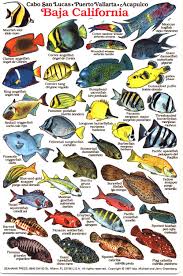 Tablas De Vida Marina Buceo Fish Chart Sea Fish Tropical Fish