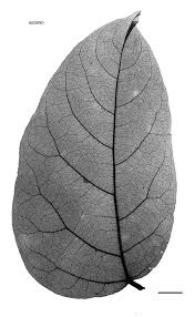 Image result for Mucuna gigantea