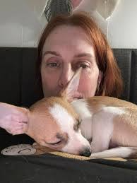 We have a new member to our family, Billie🥰. She is a Blue Merle Tri  Chihuahua. We already love her so much❤️❤️❤️