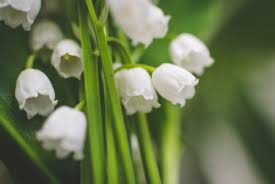 Lily of the valley pattern greeting card. Lily Of The Valley Archives Here By Design