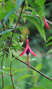 Pin On Perennial Annual Plants