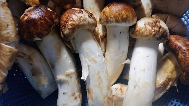 Jamur matsutake.